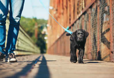 Puppy Walking Peterborough