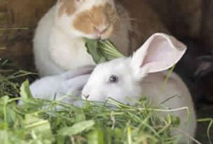 Rabbit Sitting and Feeding Prices Peterborough