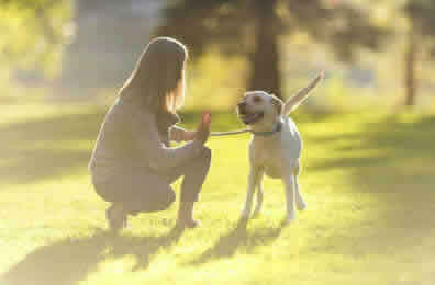 Dog Walker Prices Peterborough