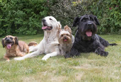 Group Dog Walker Peterborough