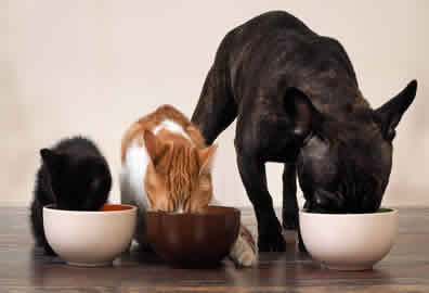 Pet Feeding Peterborough