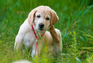 Puppy Visiting Peterborough Puppy Visiting Peterborough