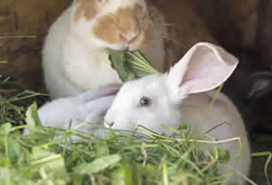 Rabbit Sitting and Feeding Peterborough