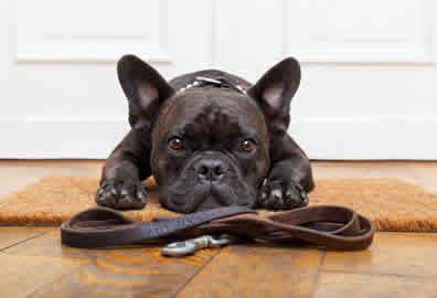 Single Dog Walker Peterborough Single Dog Walker Peterborough